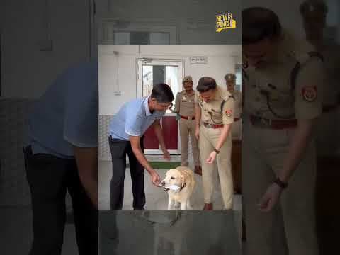 UP के Sambhal संभल में डॉग ‘मैरी’ ने ब्लाइंड रेप की गुत्थी सुलझा दी.